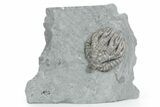 Uncommon Fossil Crinoid (Forbesiocrinus) - Crawfordsville, Indiana #358058-1